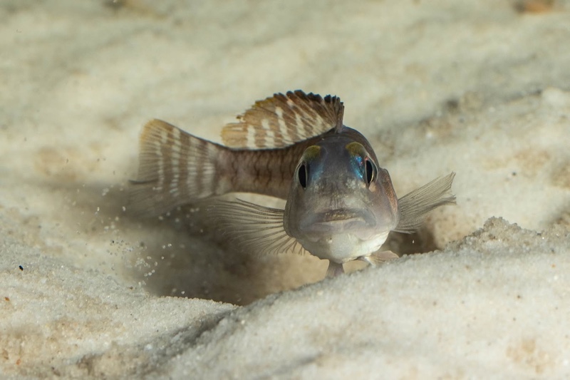 Lamprologus laparogramma 'Namansi'